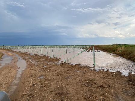 ASAJA Ciudad Real exige la inclusión de la provincia en las ayudas por daños de las borrascas