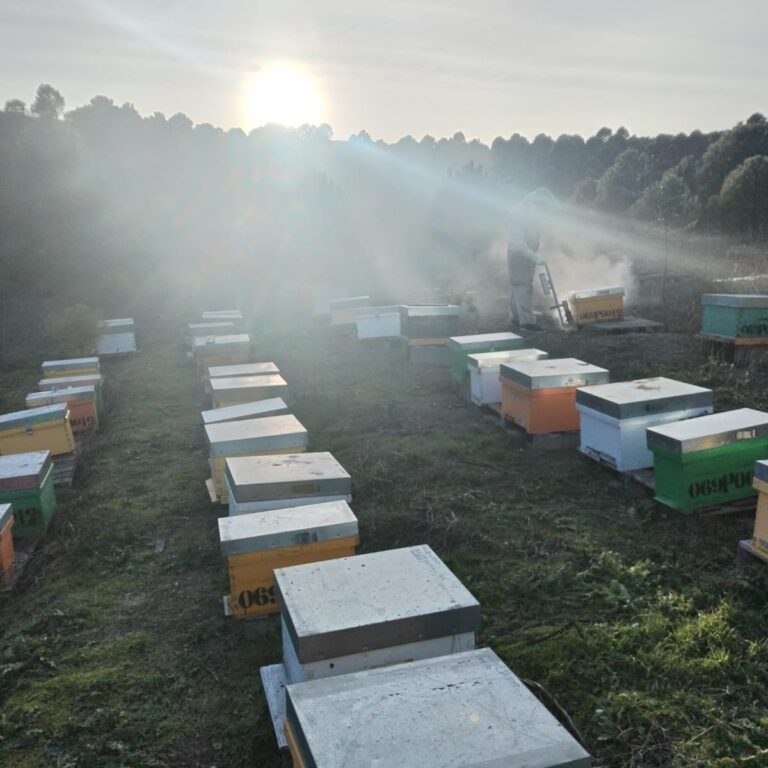 Apicultura en Palencia: trashumancia de colmenas, cría de reinas y miel envasada desde la propia explotación