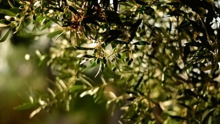 ASAJA Córdoba. La producción de aceite de oliva cae un 12 % en la provincia con la campaña al 95 %