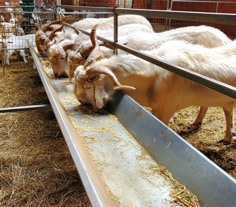 ASAJA Ciudad Real denuncia el abandono de los ganaderos afectados por la lengua azul