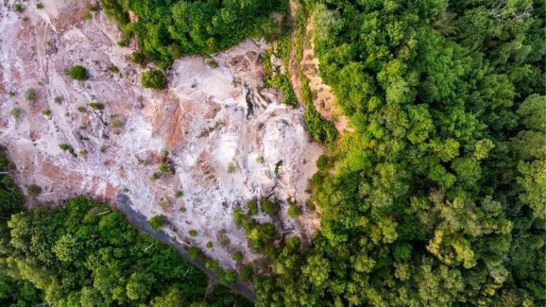 Organizaciones europeas reclaman medidas reales para simplificar el Reglamento de la UE sobre deforestación (EUDR)