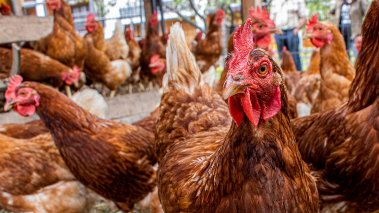 El Gobierno levanta el confinamiento de aves de corral tras mejorar el riesgo de gripe aviar