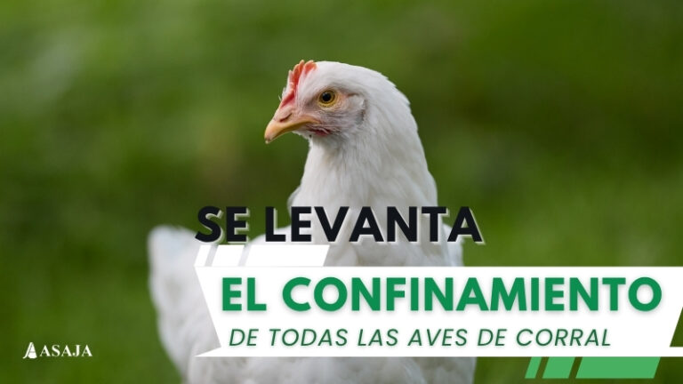 El sector avícola recupera la normalidad tras el fin de las restricciones