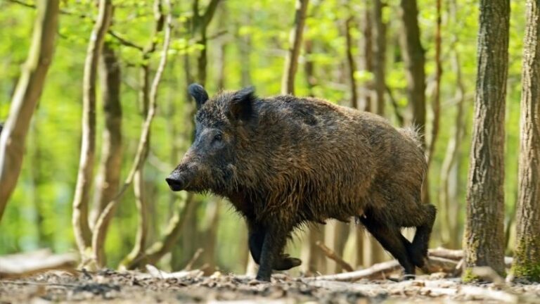 La PPA avanza en Cataluña: ya son 47 focos y 284 jabalíes positivos, pero el cerdo doméstico sigue sin afectarse