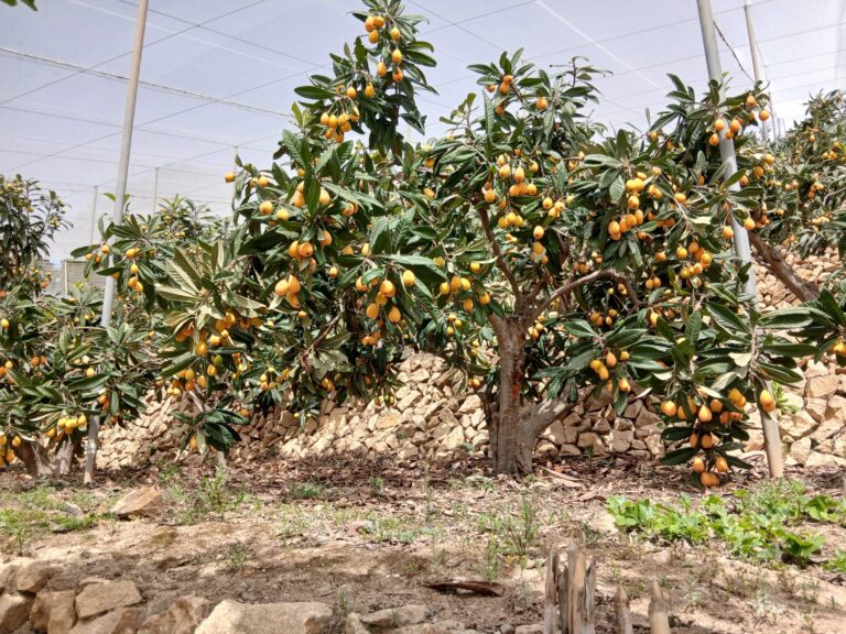 ASAJA Alicante prevé una buena producción de nísperos, pero alerta de que el aumento de costes marcará la campaña