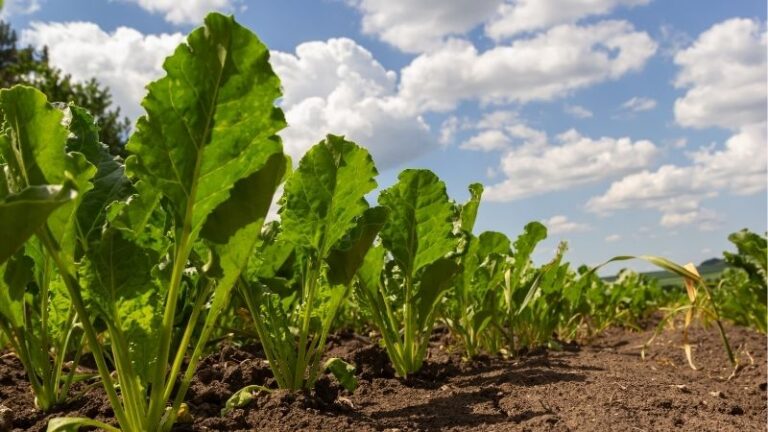 ASAJA pide amparo al presidente de la Junta para proteger a los remolacheros ante el nuevo golpe de Azucarera