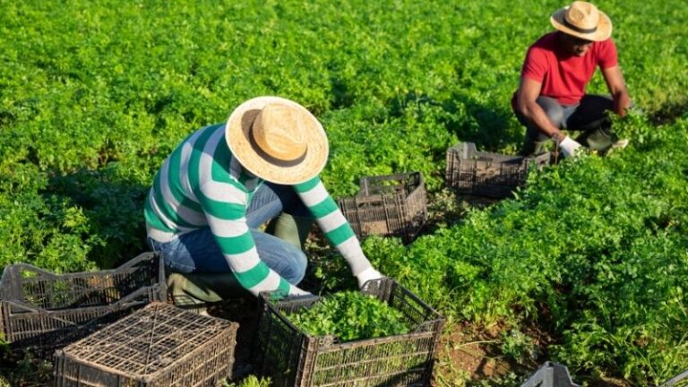 ASAJA Ciudad Real confía en que la regularización extraordinaria de inmigrantes garantice mano de obra para el campo