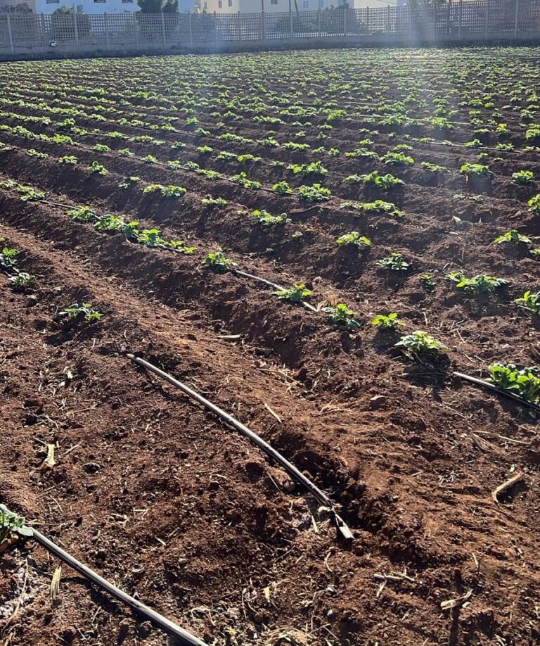 ASAGA Canarias celebra el respaldo europeo al blindaje del POSEI, pero pide perseverar hasta su aprobación definitiva