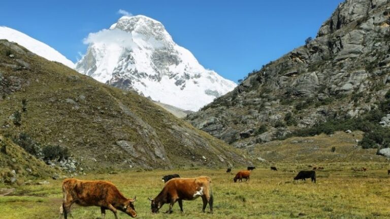 Castilla y León impulsa una nueva ayuda para la recogida de leche en zonas de montaña