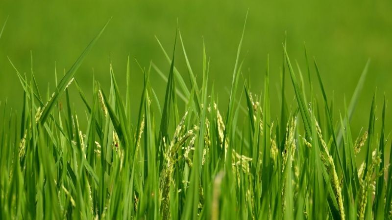 COPA-COGECA muestra su decepción por el acuerdo del GSP sobre el arroz