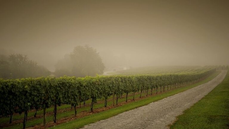 ASAJA CLM pide ampliar plazos en viñedo y ZEPA por las lluvias