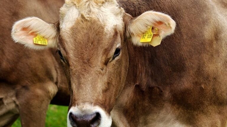 El vacuno de carne ya tiene una app para medir su huella de carbono