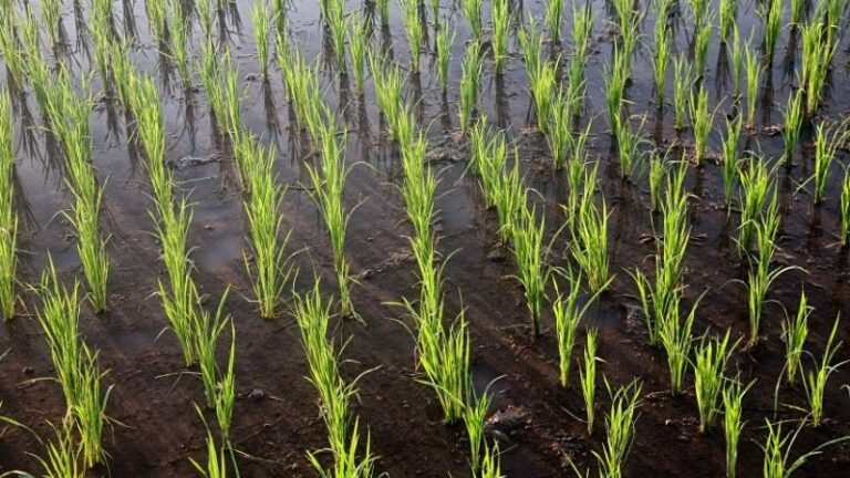 Plantación de arroz