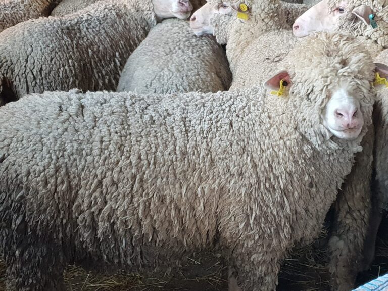 Los ganaderos afrontan el esquileo con pérdidas por el precio de la lana y ASAJA pide impulsar la exportación