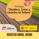 CURSO: Bienestar Animal. Bovino