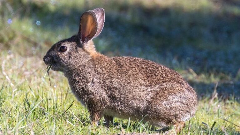 ASAJA CLM advierte que la sobrepoblación de conejos y de especies de caza mayor trasciende el campo y amenaza la salud de la población