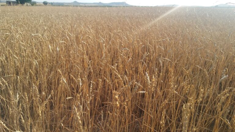 ASAJA Albacete denuncia la orden de módulos del sector agrario por ser “muy insuficiente” al olvidarse de municipios y cultivos afectados en la provincia