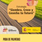 CURSO: Poda de Palmeras