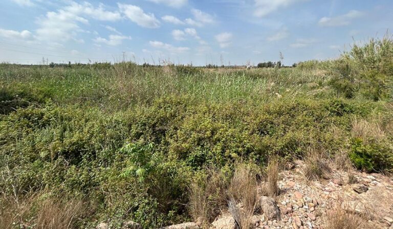 AVA-ASAJA denuncia “la selva del Carraixet” y pide su limpieza ante otra riada en l’Horta Nord