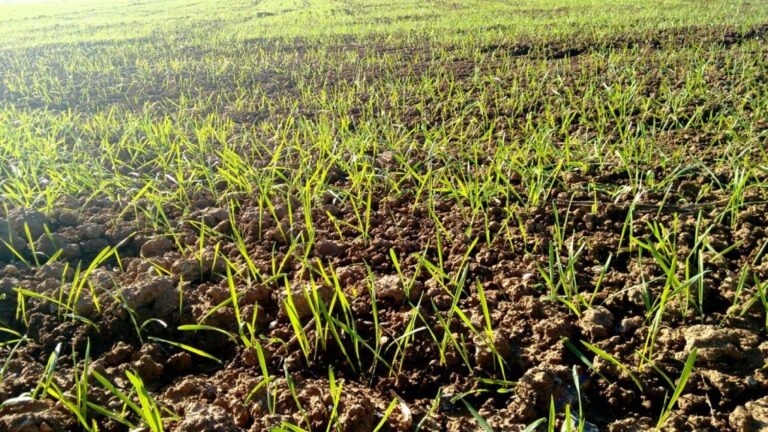 El cereal andaluz encara una campaña marcada por el exceso de agua