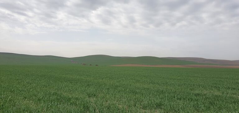ASAJA Córdoba alerta de la situación crítica de los cereales de invierno en la provincia