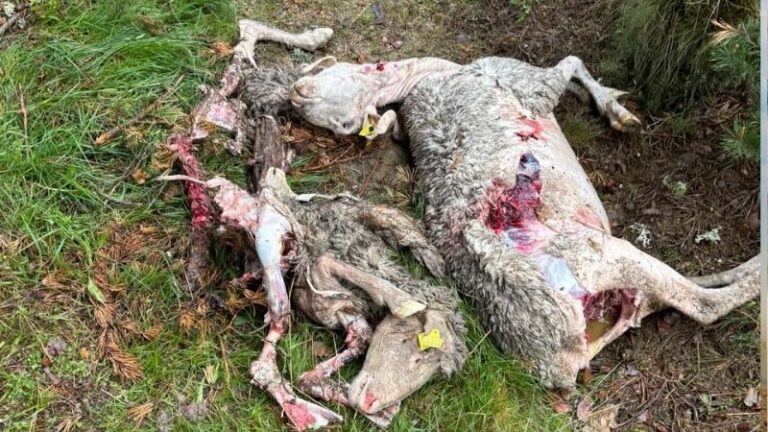 Los ataques de lobo siguen aumentando en las explotaciones ganaderas de Ávila
