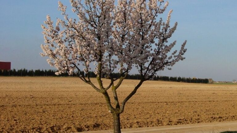 ASAJA Almería logra una línea de ayudas para el almendro afectado por las heladas
