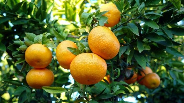 ASAJA Córdoba cierra la campaña de cítricos con una caída del 40% en la producción