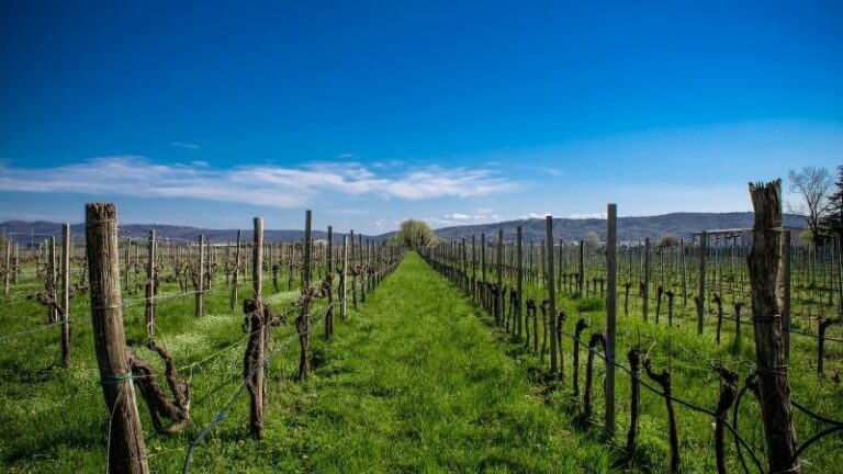 El pleno del Consejo aprueba las normas de vendimia para Rioja