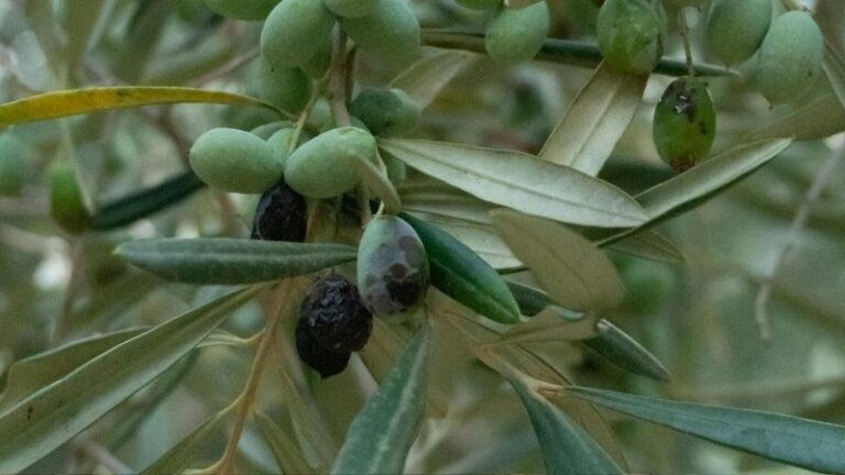 El campo de Jaén reclama el módulo cero por las pérdidas del olivar