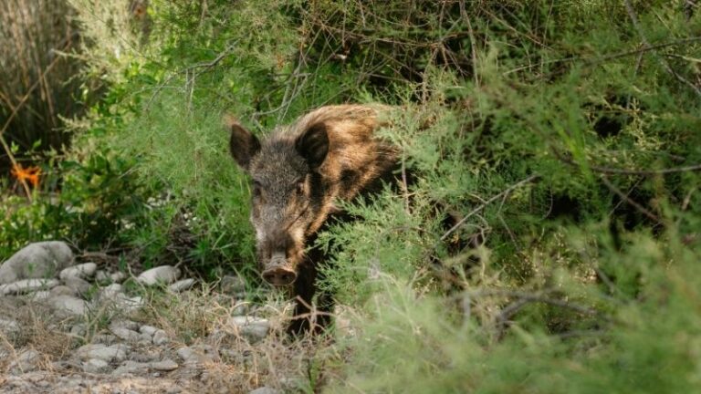 Este es el animal que pone en riesgo al porcino europeo