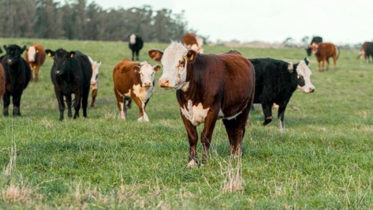 ASAJA Salamanca denuncia que la tuberculosis bovina vuelve a empeorar y exige un cambio de estrategia sanitaria