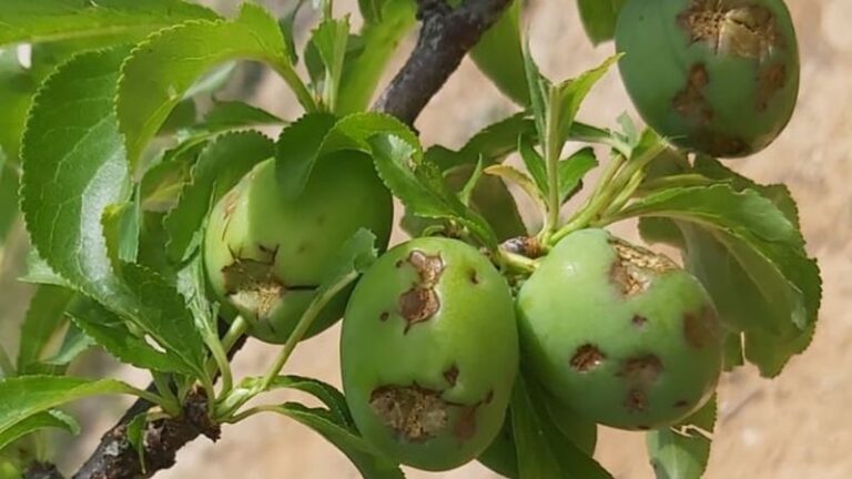 AVA-ASAJA afea que la rebaja de módulos llega “tarde y mal” al sector agrario valenciano