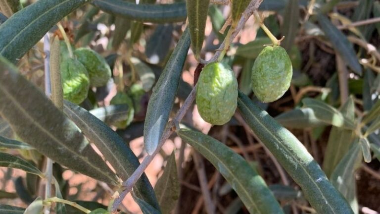 ASAJA Córdoba critica el retraso en la publicación de los módulos agrarios