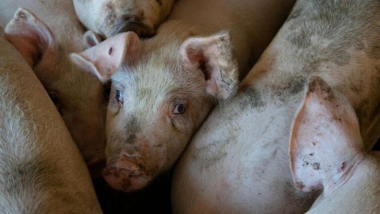 España reanuda las exportaciones de porcino a Filipinas tras el acuerdo de regionalización