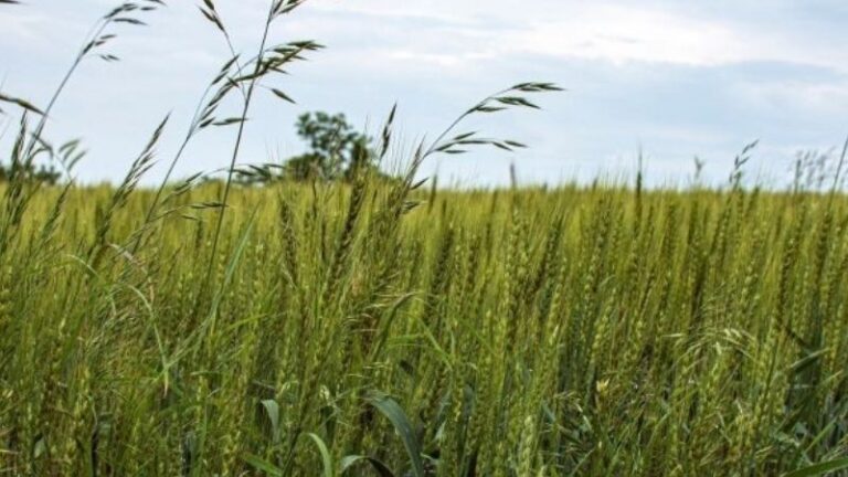 ASAJA Aragón estima una cosecha de cereal de invierno de 2,83 millones de toneladas