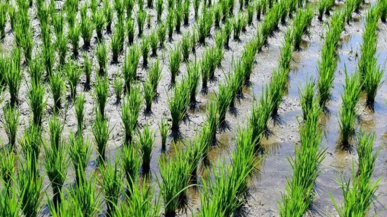 ASAJA-Sevilla exige a Hacienda una rebaja a cero del módulo para el arroz