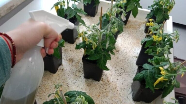 La Universidad de Almería desarrolla un extracto natural que mejora cultivos y resistencia a la sequía