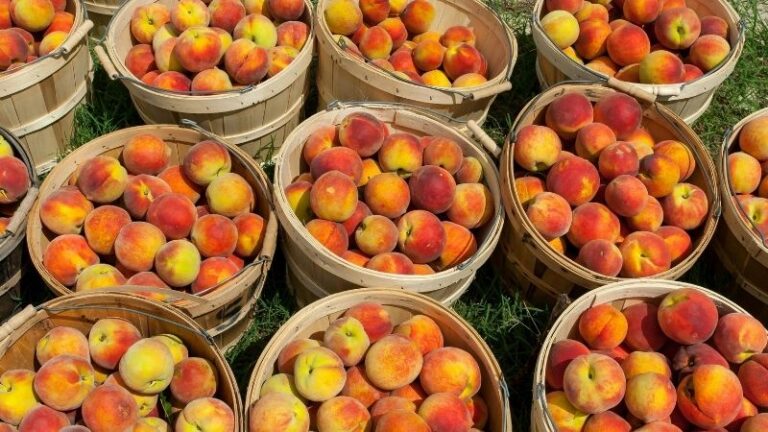 ARAG-ASAJA alerta de la falta de contratos y precios ruinosos en el inicio de la campaña de fruta de hueso