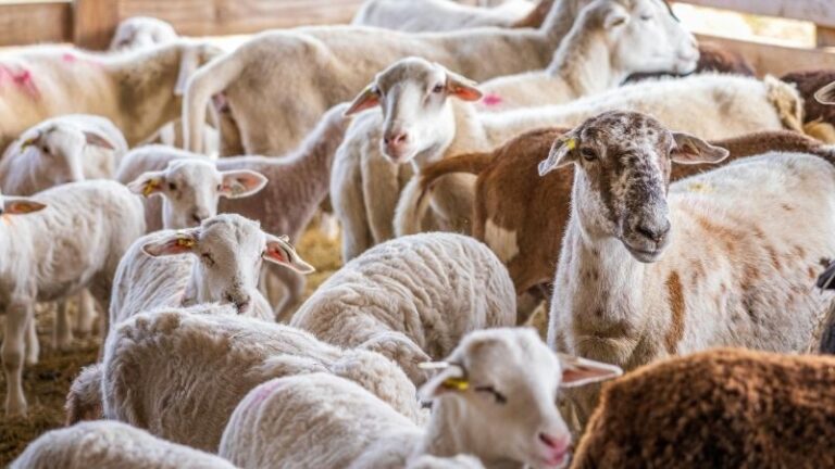 La mesa sectorial del ovino y caprino de leche constata un descenso de la producción en 2025