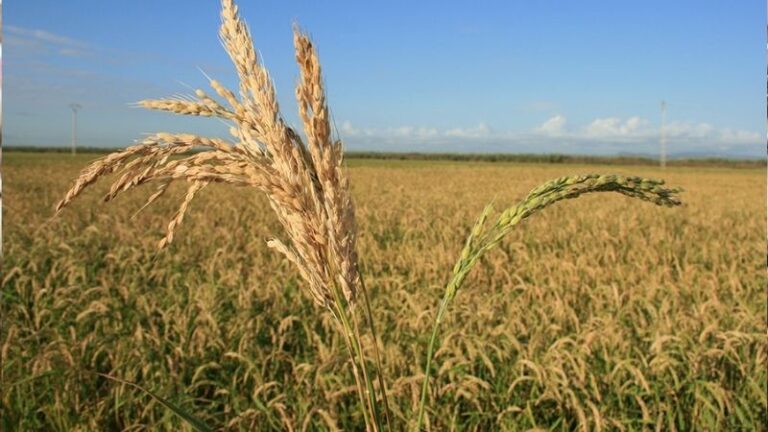 AVA-ASAJA lamenta que el Ministerio solo autorice un fungicida contra la piricularia del arroz