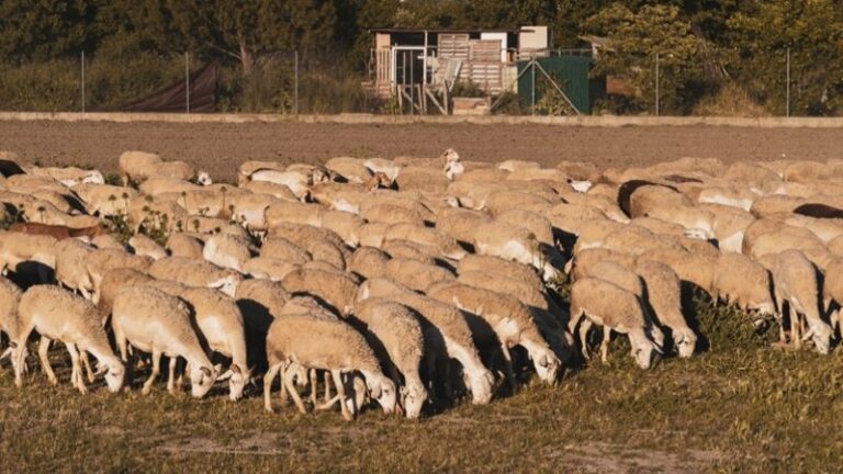 Filipinas abre su mercado a la carne de ovino y caprino española