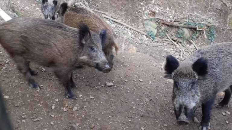 ASAJA exige batidas de jabalíes por el aumento de tuberculosis bovina