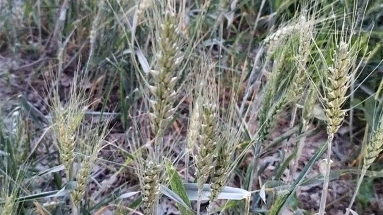 Asaja Madrid prevé una cosecha de cereal desigual y de producción media debido al retraso de la siembra por las lluvias del invierno y la falta de precipitaciones en la primavera