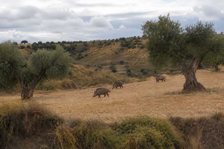 La “no nascencia” deja sin indemnización los daños de fauna salvaje en semillas y plántulas
