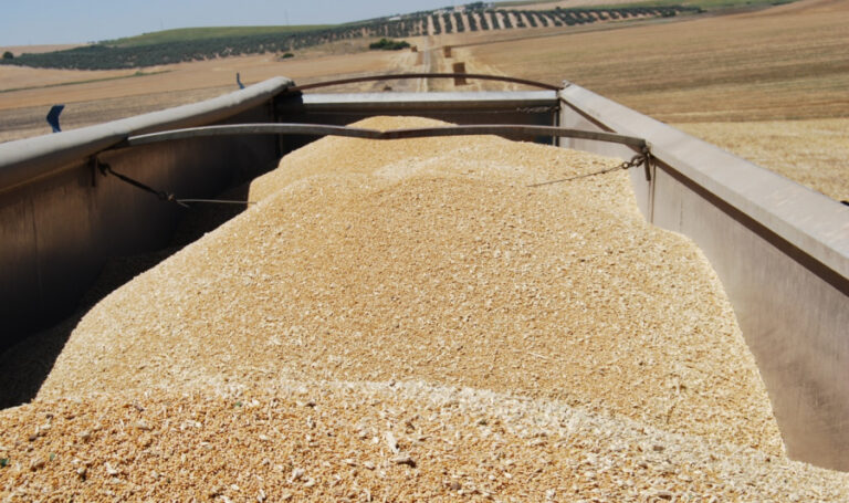 Las lluvias salvaron a los cereales de las plagas, pero ahora amenazan la calidad de la cosecha