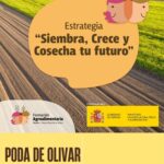 CURSO: Poda del Olivar