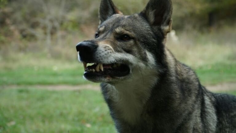 El MITECO ignora al sector ganadero en el informe sexenal del lobo