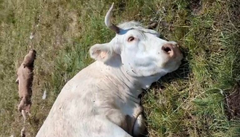 ASAJA Salamanca denuncia un ataque de buitres en Villasbuenas que ha provocado la muerte de una vaca y un ternero recién nacido