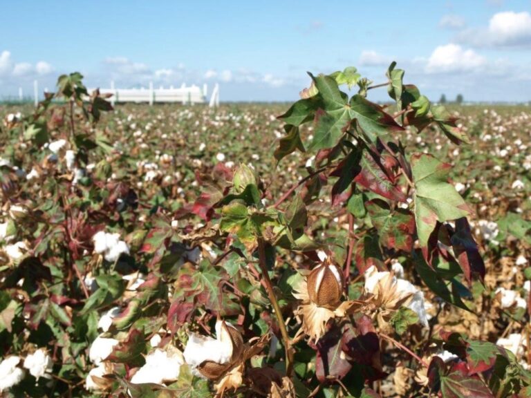 Menos cereal, más incertidumbre: cinco años que han transformado el campo español